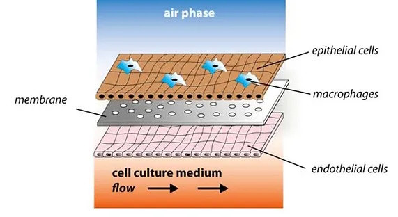 Система перфузии iFlow Organ-on-a-Chip, циркуляционная, многоканальная, контроллер с сенсорным экраном Система перфузии iFlow Organ-on-a-Chip, циркуляционная, многоканальная, контроллер с сенсорным экраном — изображение 3